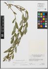 Foto von Salix repens L.